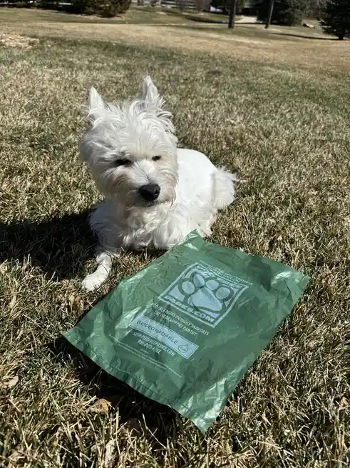 A small white fluffy dog with a slightly guilty or unimpressed expression lies on dry grass next to a green biodegradable…