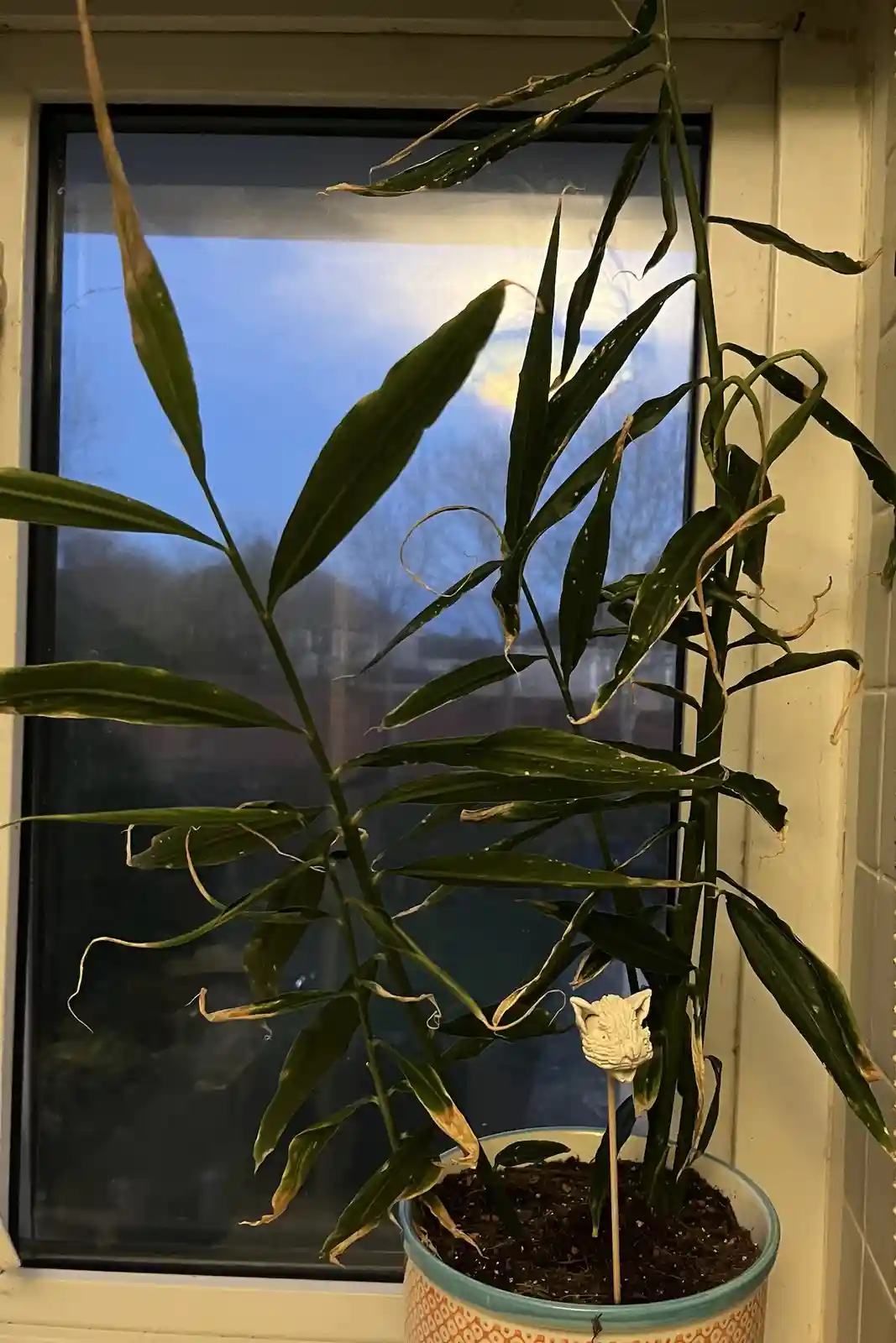 The Resilient Ginger Plant: A Survivor's Tale from a Root That Took a Chance
