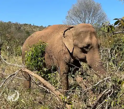 An elephant stands in a dry, bushy landscape under a clear blue sky, partially obscured by branches and foliage. Its body is…