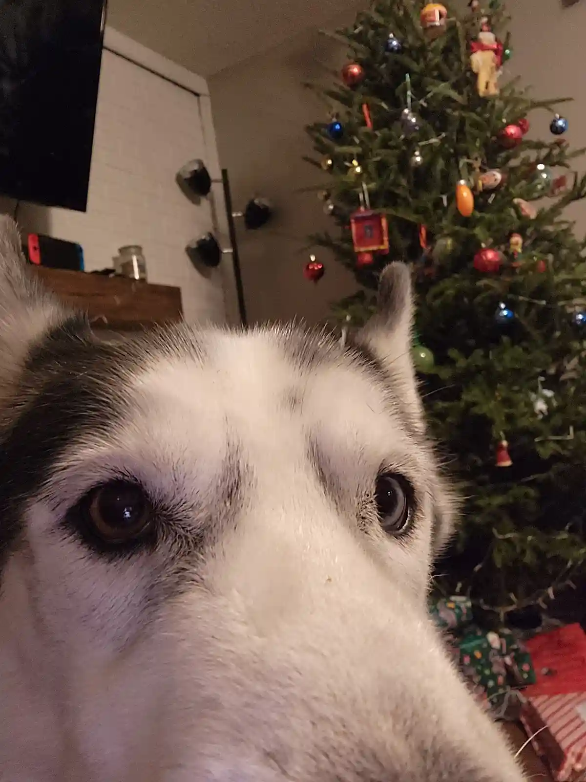 A close-up of a husky's face, with large, expressive eyes looking directly at the camera, set against a decorated christmas…