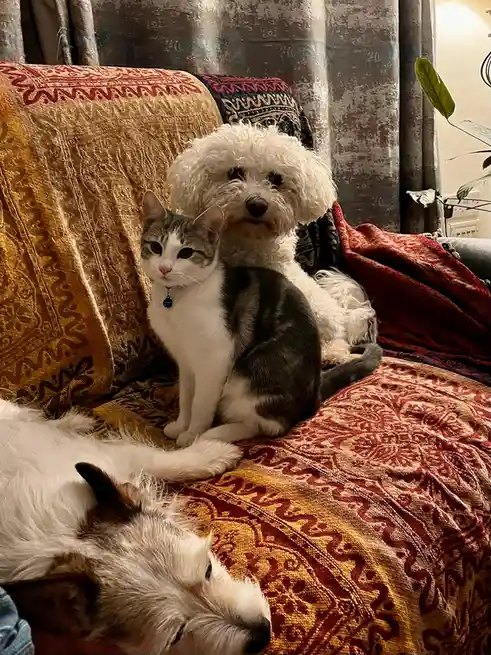 A gray and white cat sits upright on a patterned couch, looking directly at the camera with a calm expression, while a…