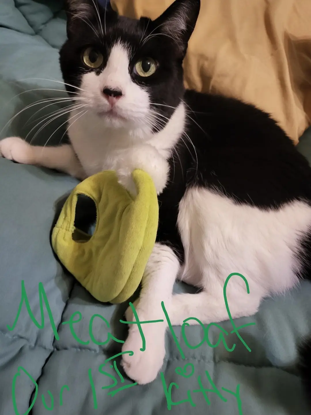 A black and white cat with wide, expressive green eyes sits on a teal blanket, holding a lime-green plush toy shaped like a…