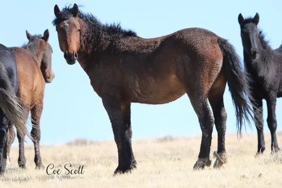 A brown horse stands in a dry grass field with other horses around it, looking directly at the camera with a slightly weary…