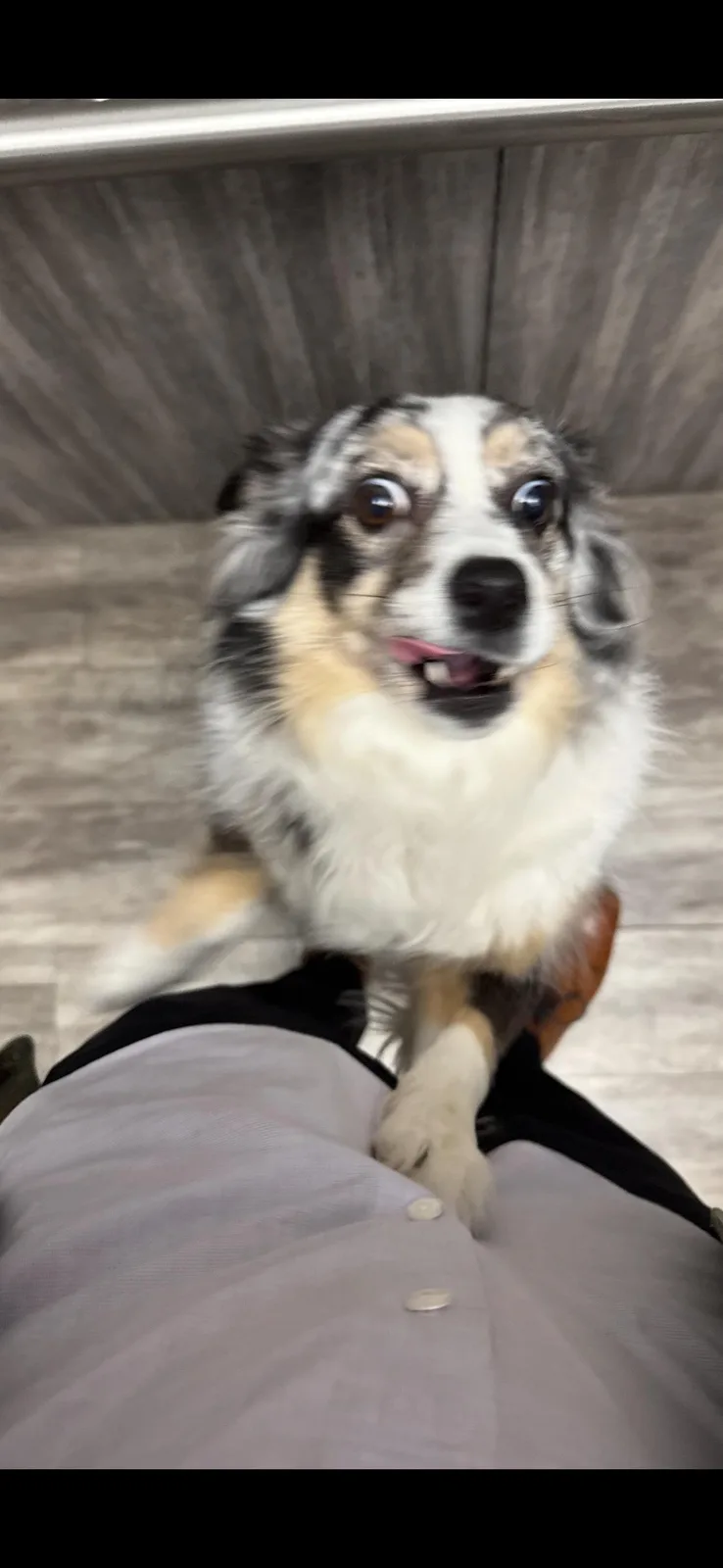 A close-up photo shows a fluffy, tri-color Australian Shepherd dog with wide, expressive eyes and a slightly open mouth…