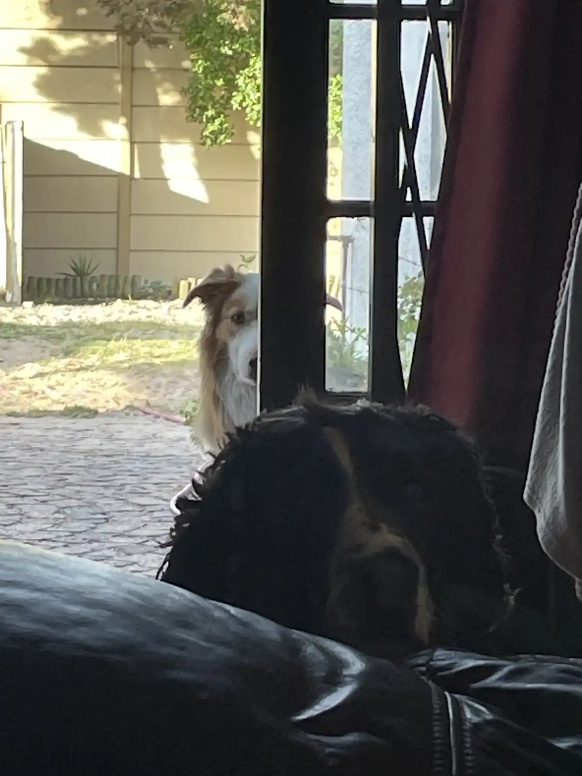 A fluffy dog with white and brown fur peers through a window from outside, looking in at a dark-furred dog lying on a black…