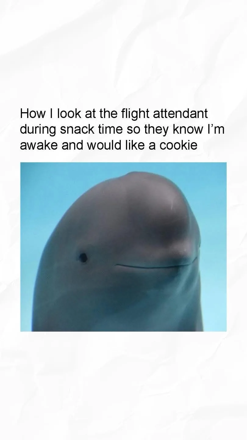The image shows a close-up of a dolphin's face with a subtle, almost imperceptible smile against a blue background. The…