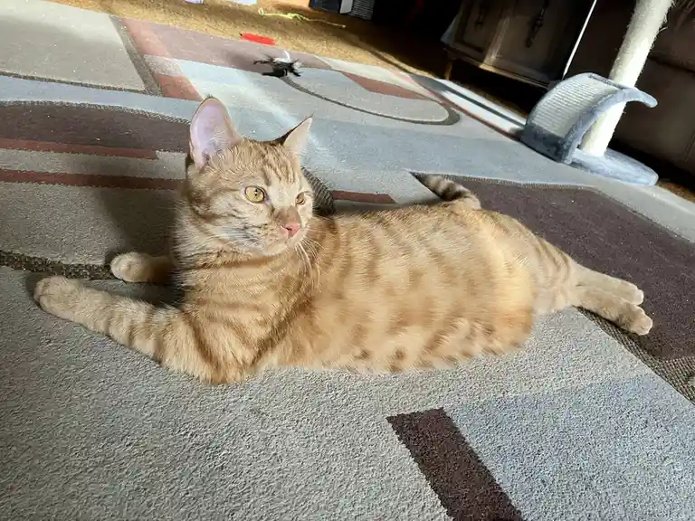 Caturday Vibes: Enjoying Quality Time with Aubrey