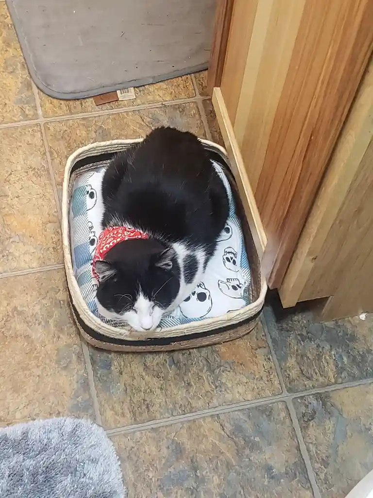A black and white cat is curled up asleep in a woven basket lined with a skull-patterned cushion, wearing a red bandana. The…