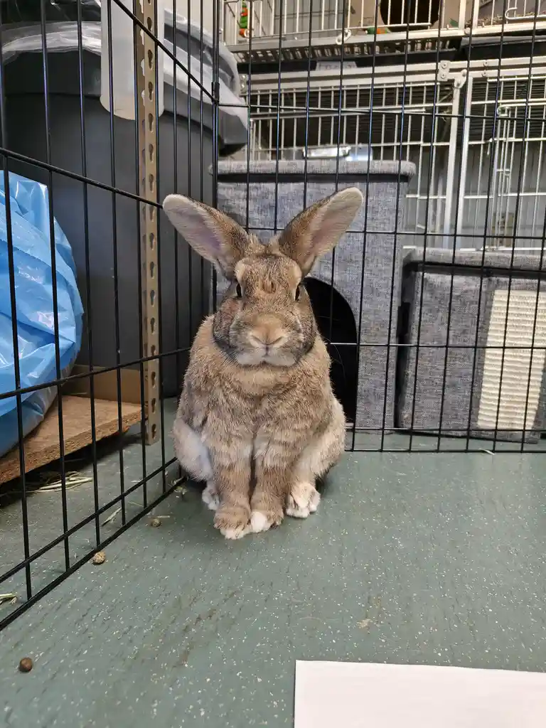 Meet the Adorable Rabbits and Guinea Pigs at My Local Shelter This Week!