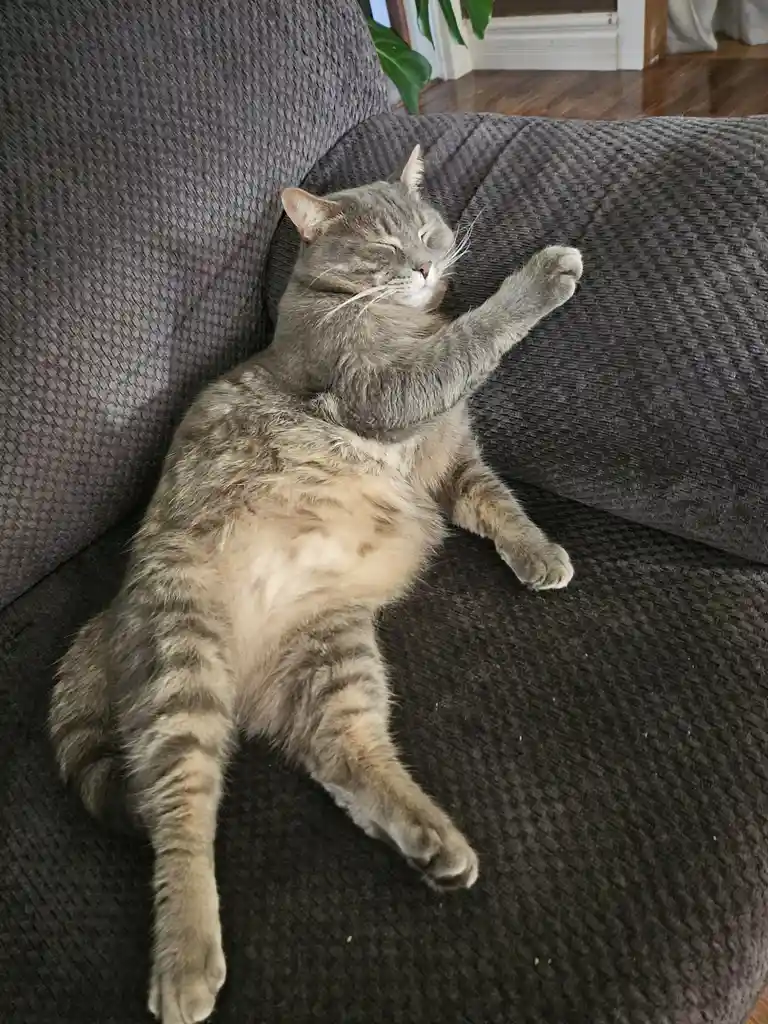 A gray tabby cat is lying on its back on a dark gray textured couch, one paw raised in the air, eyes closed with a content…