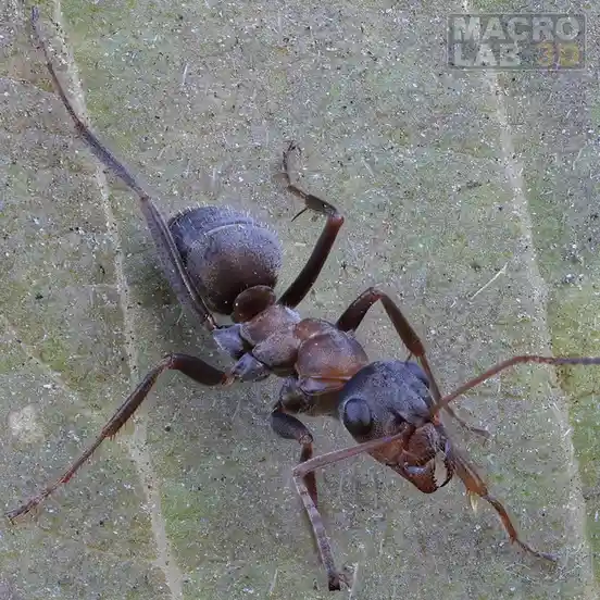 The image displays six identical close-up photos of a single black ant on a green leaf, arranged in a 2x3 grid. Each photo…