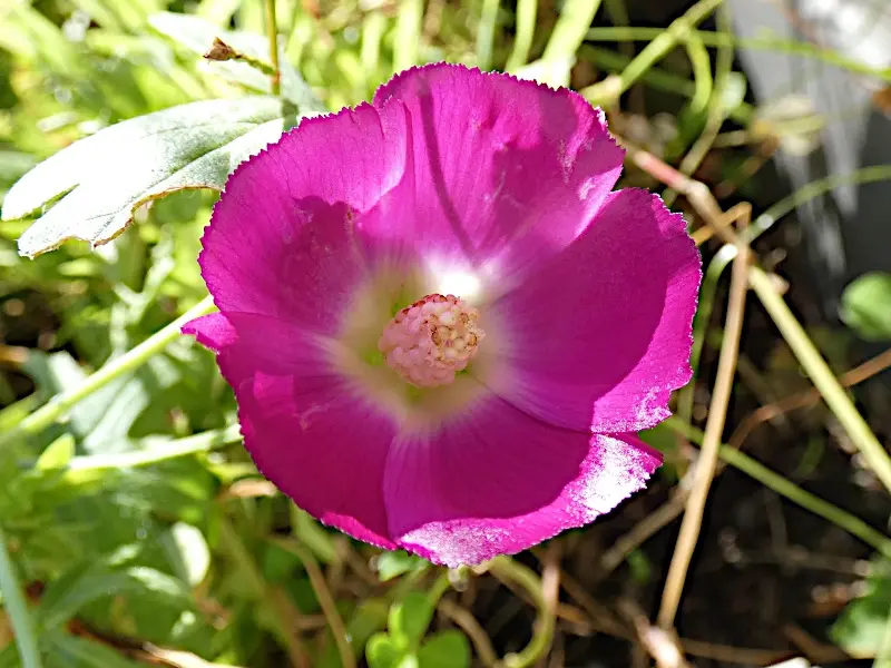A close-up photo of a vibrant magenta flower with a white center and ruffled petals, surrounded by green foliage and stems…