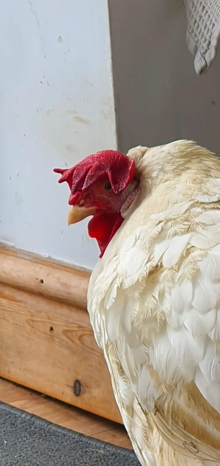 A close-up photo shows a white chicken with a red comb and wattle standing near a wooden door frame. The chicken is looking…