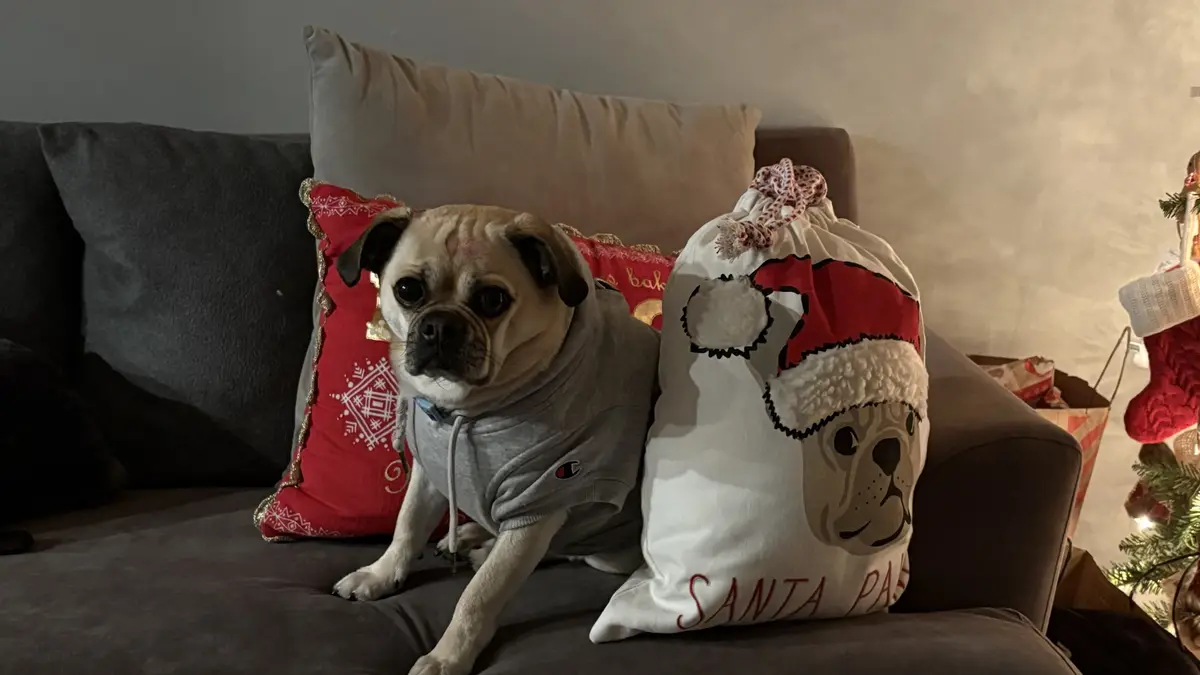 A pug wearing a grey hoodie sits on a couch next to a white Christmas sack decorated with a pug wearing a Santa hat and the…