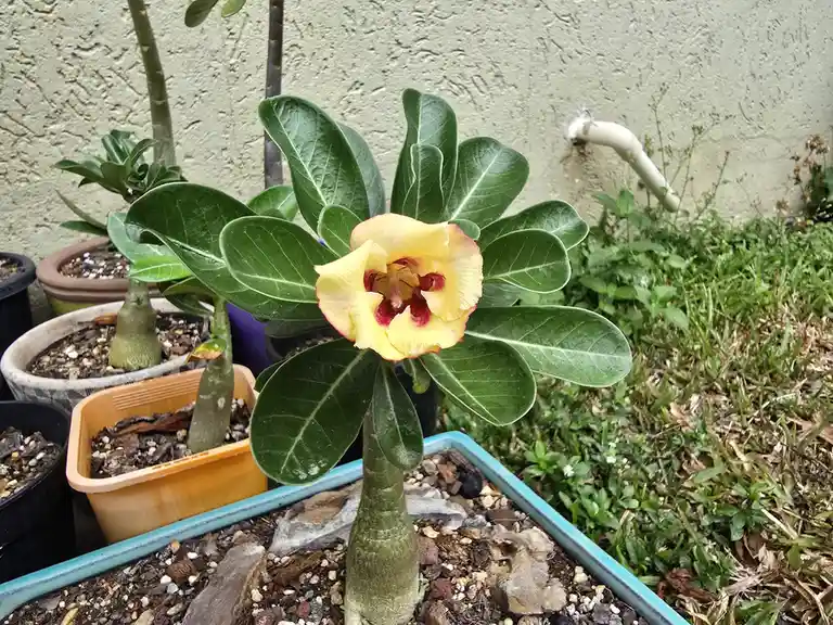A potted desert rose plant with a yellow and red flower blooms amidst green leaves, surrounded by other potted plants and…