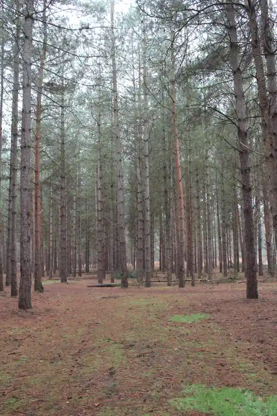 A dense forest of tall, straight pine trees with thin trunks and sparse branches, standing in neat rows under an overcast…