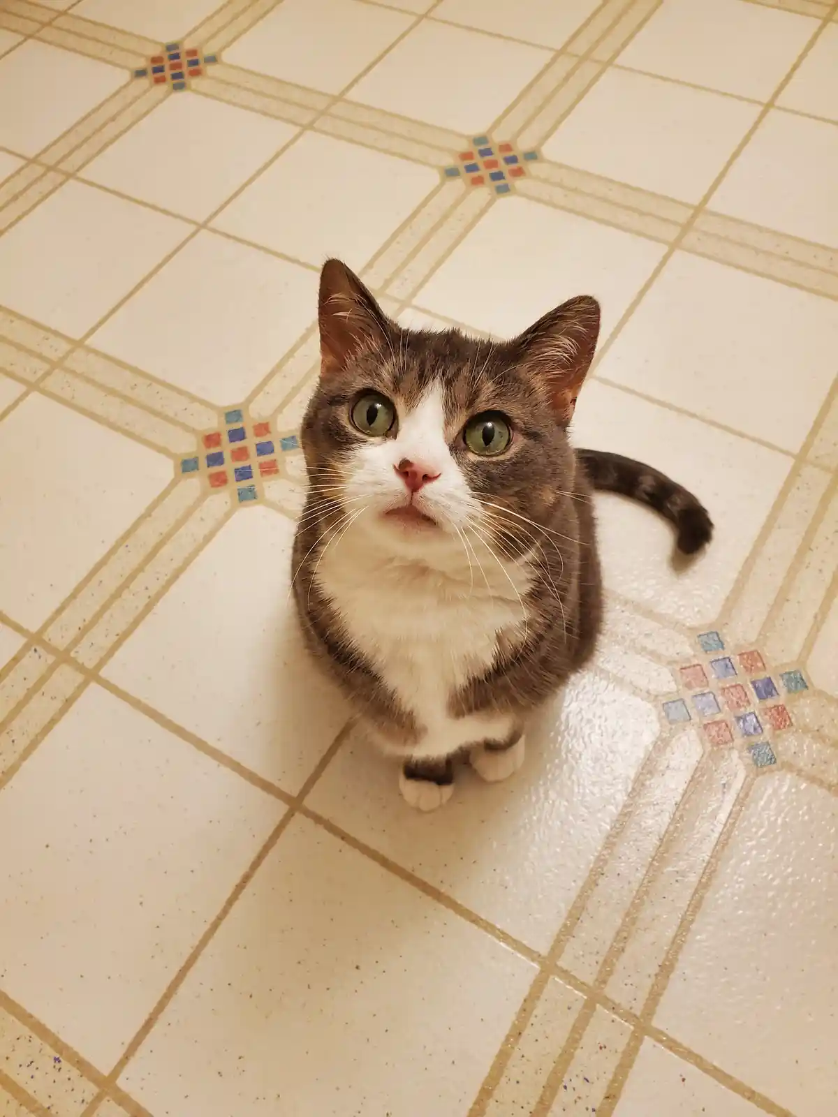 A brown and white cat with wide, startled green eyes sits on a speckled beige tile floor with decorative red and blue square…