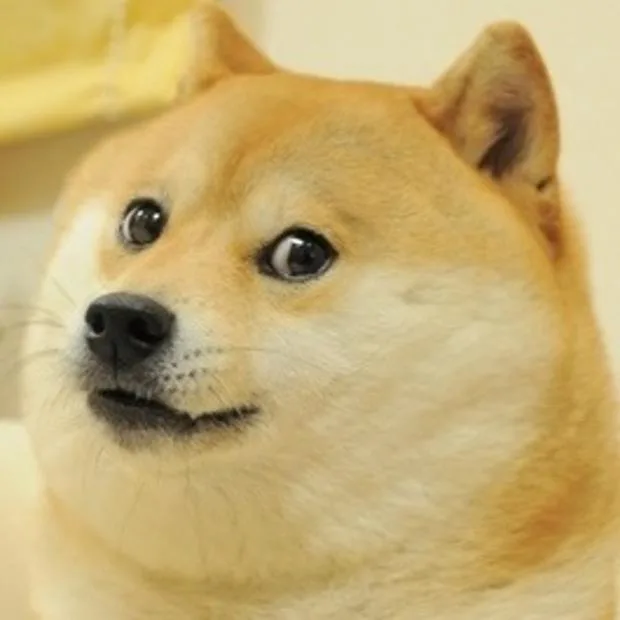 A close-up photo of a Shiba Inu dog with wide, surprised eyes and a slightly open mouth, looking upward and to the side. The…