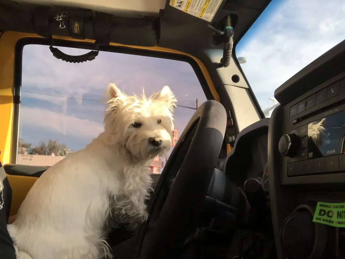 A white West Highland Terrier sits in the driver's seat of a yellow vehicle, looking forward with a calm expression. The…