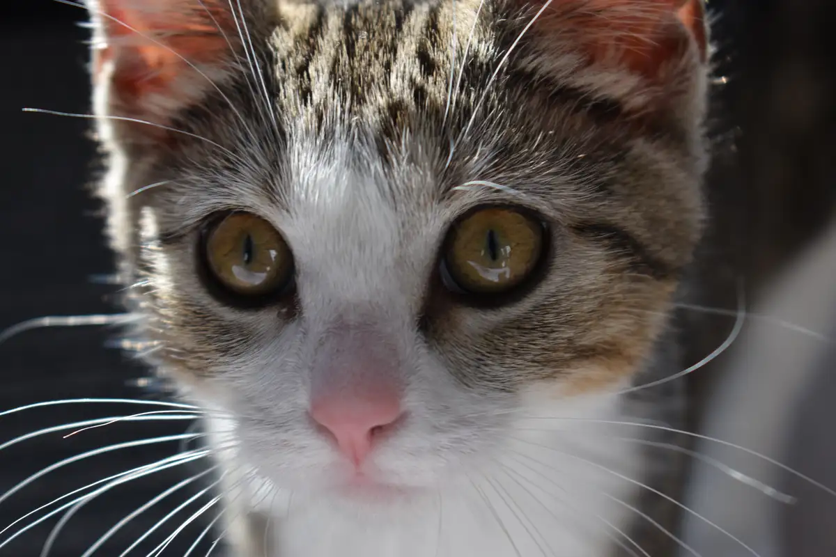 A close-up photo of a tabby and white cat with large, intense yellow-green eyes staring directly at the camera, its whiskers…