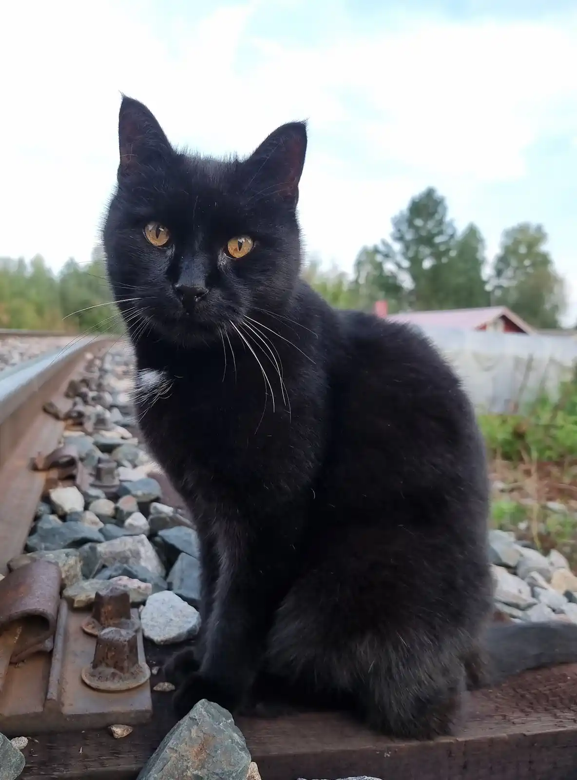 It's My Birthday! Show Off Your Cats - Here's My Furry Friend!