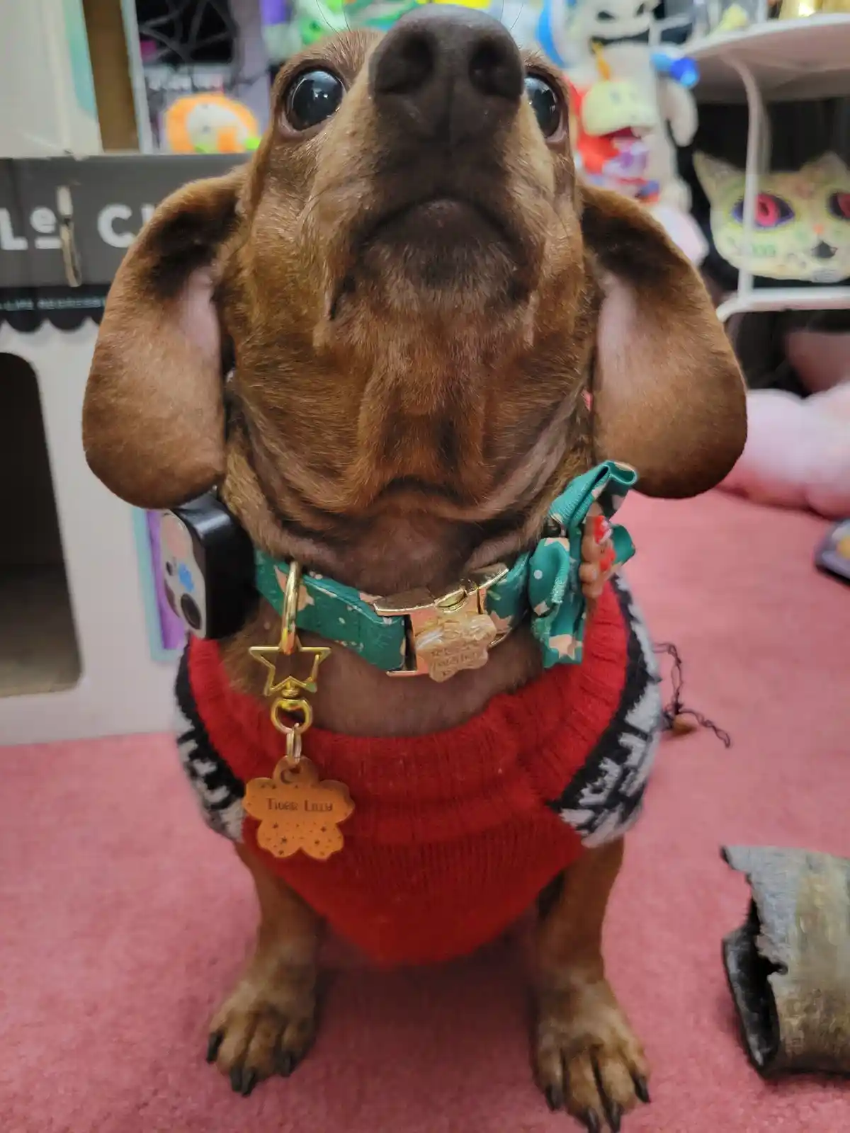 A close-up of a brown dachshund wearing a red sweater and a green collar with multiple tags, including one that reads 'Tiger…