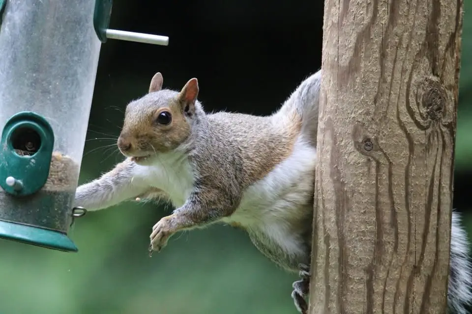 A gray squirrel is clinging to a wooden post while reaching out with one paw toward a green bird feeder, its body stretched…