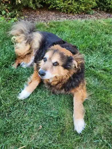A fluffy black and tan dog with a tired expression lies on green grass, looking up at the camera. The overlaid text reads…