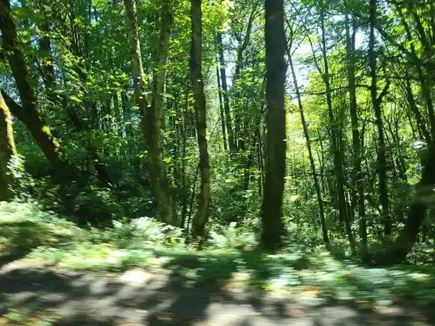 A blurry, motion-captured photo of a dense green forest with tall trees and dappled sunlight, conveying a sense of movement…