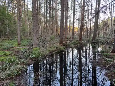 A serene forest scene with tall trees and a calm, reflective pool of water mirroring the trees. The overlaid text reads 'i'm…