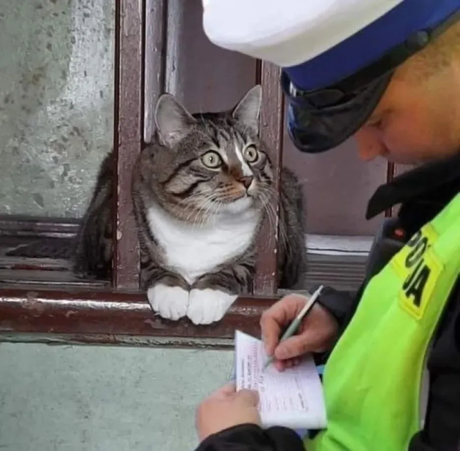 A tabby cat with wide, startled eyes peers out from a window ledge as a police officer in a bright yellow vest and blue cap…