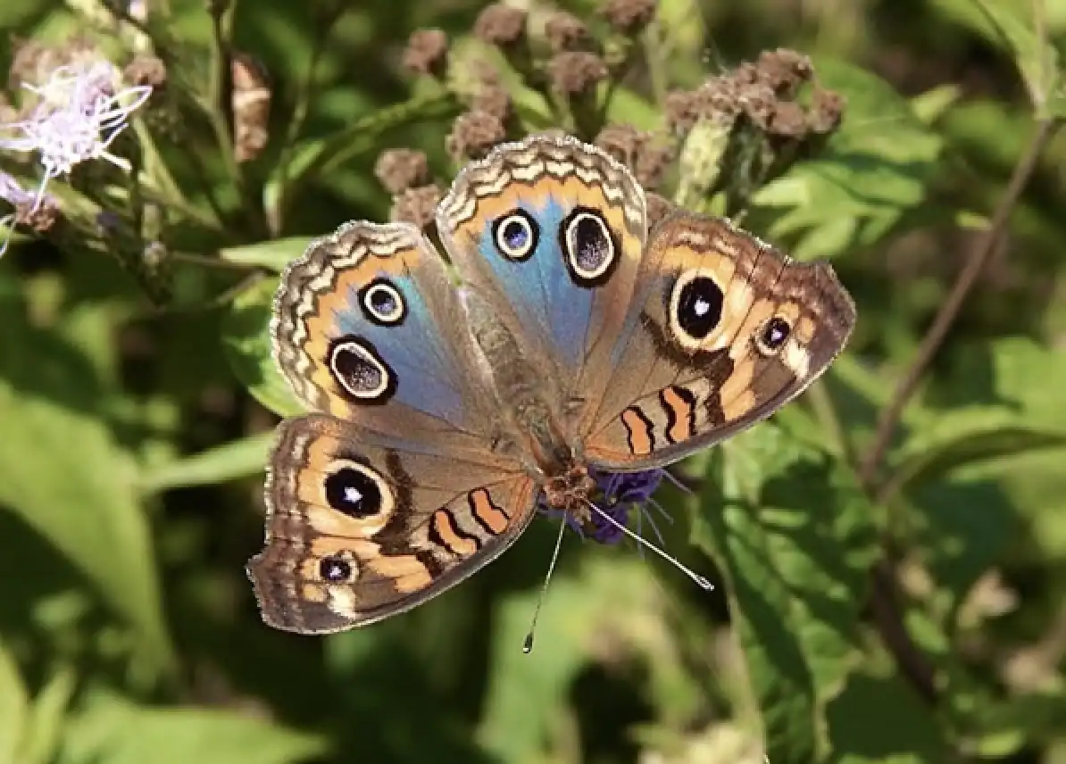 A close-up photo of a butterfly with brown, blue, and orange wings featuring large, prominent eye-like spots, perched on a…