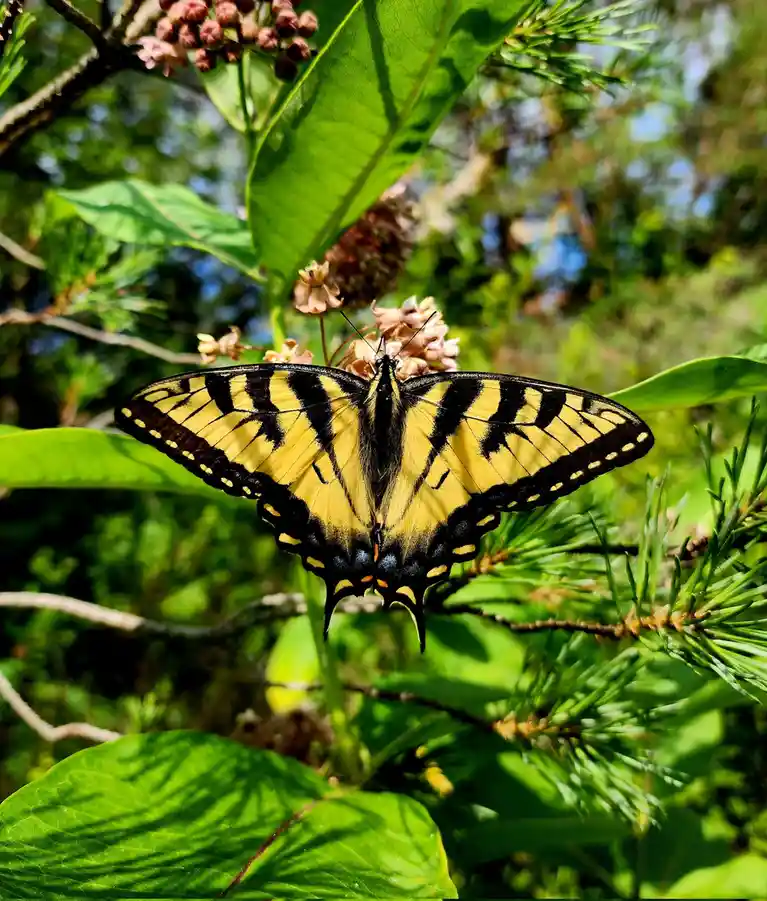 Swallowtails Gracefully Dancing on Summer Milkweed