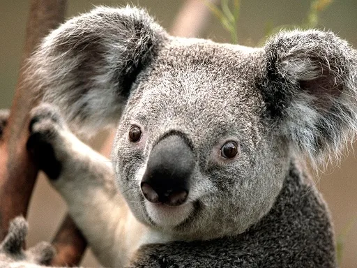 I promise, I'm definitely not a bear!
