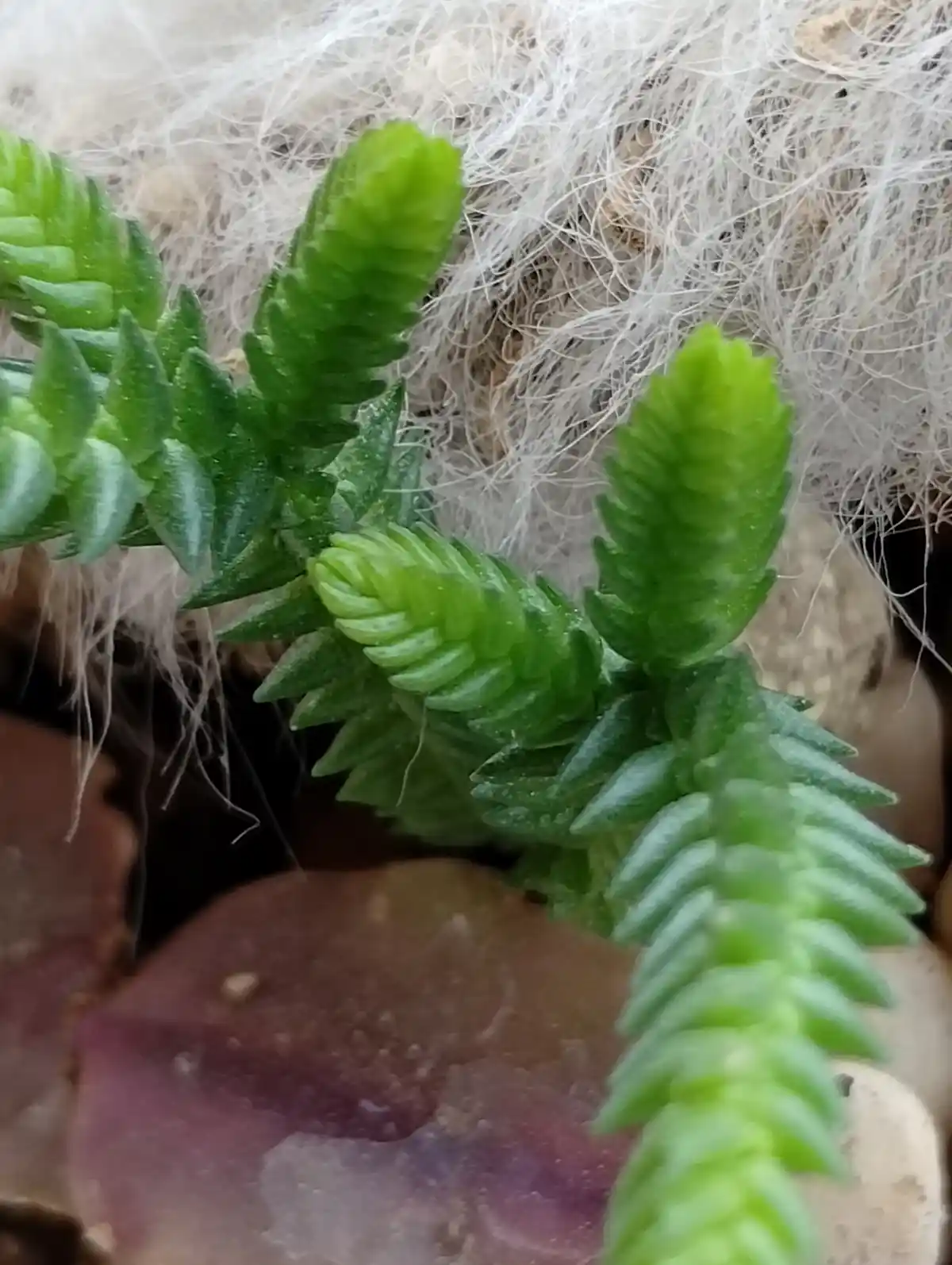 Young Plant, Old Plant: A Growth Journey