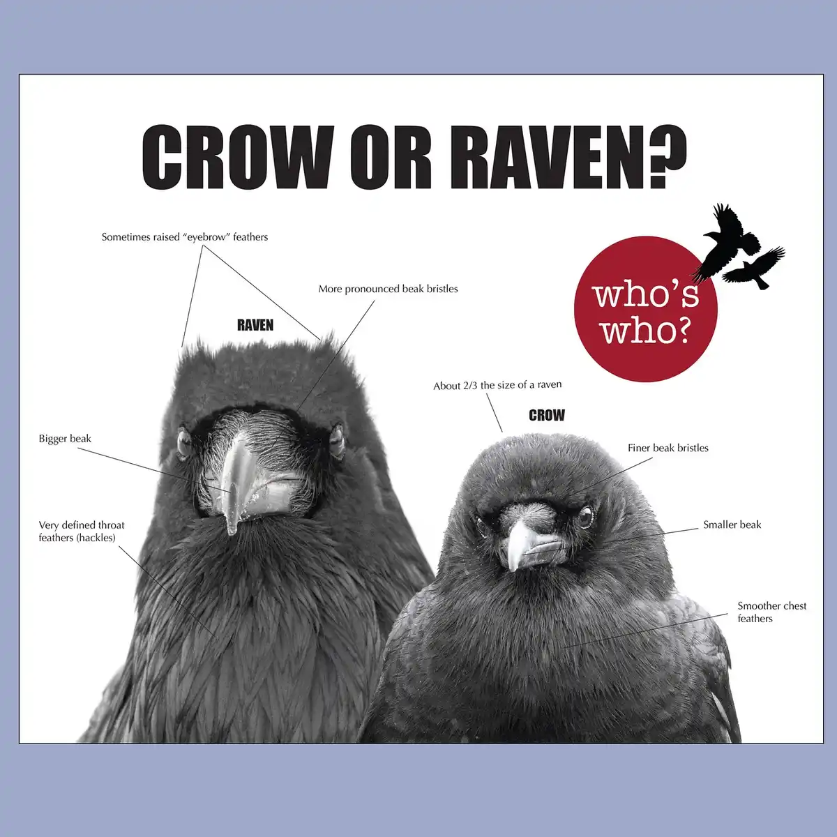 A black-and-white educational infographic compares a raven and a crow, labeling features like 'bigger beak', 'more…