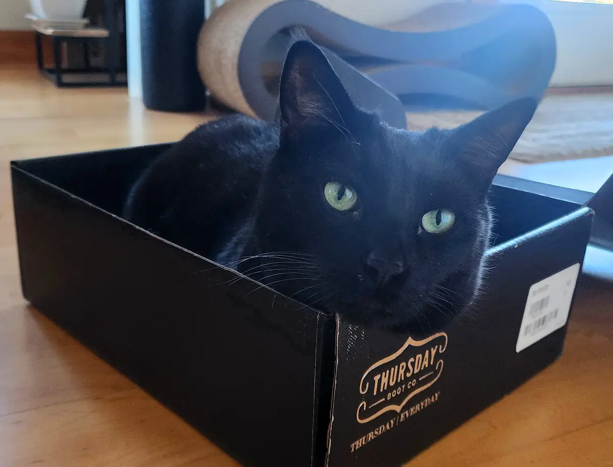 A black cat with green eyes is lounging inside a black shoebox branded with 'THURSDAY BOOT CO.' and 'THURSDAY/EVERYDAY'. The…