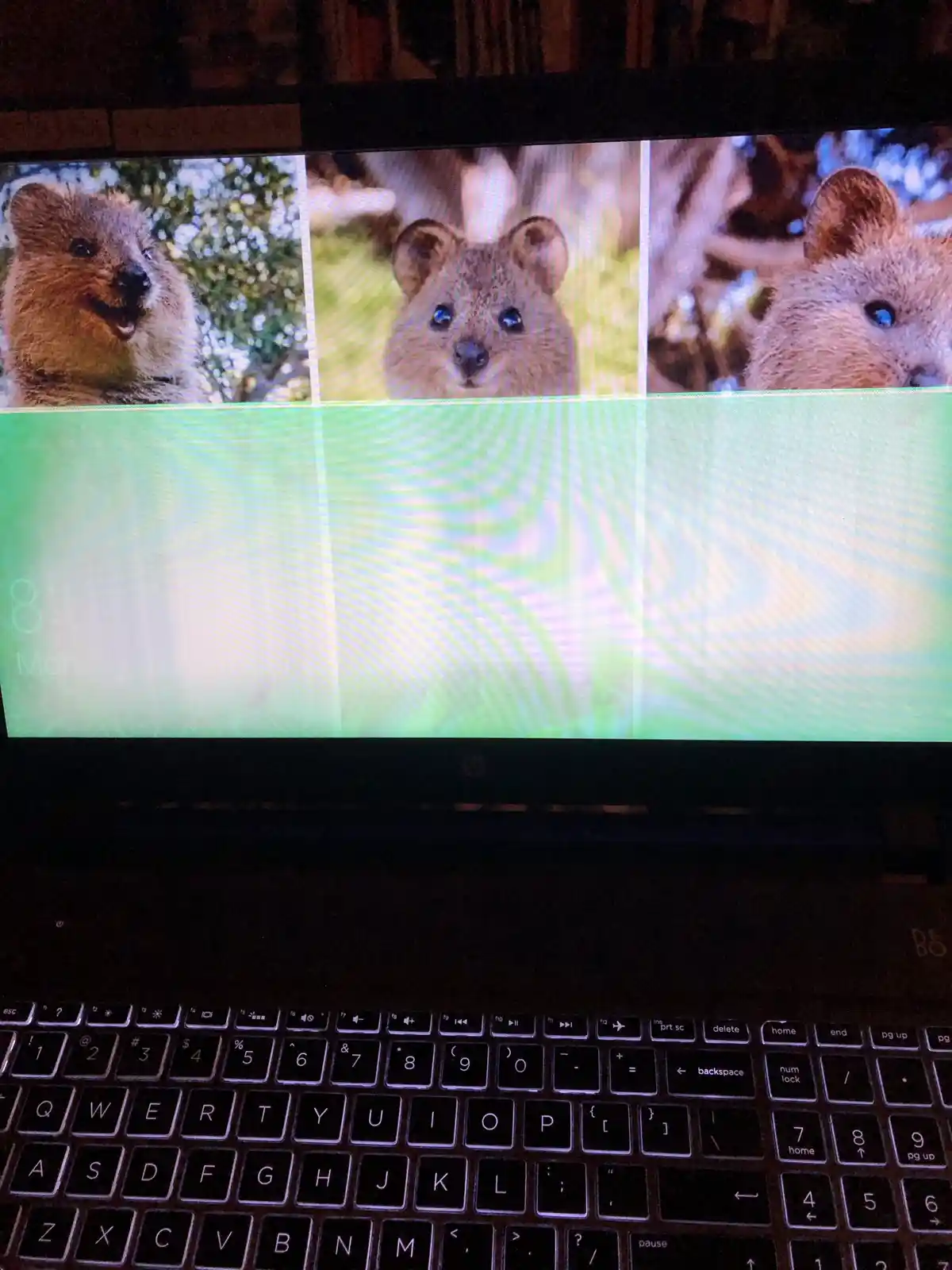 A laptop screen displays a macOS-style lock screen with three images of quokkas, cute marsupials, arranged side-by-side. The…