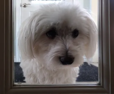 A fluffy white dog with dark eyes and nose peers through a glass door, its face filling the frame. The overlaid text reads…
