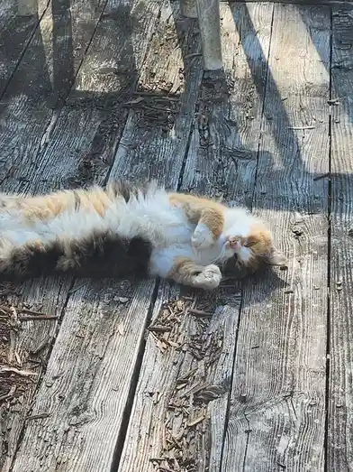 Urgent: Loving Home Needed for Pets in Crisis