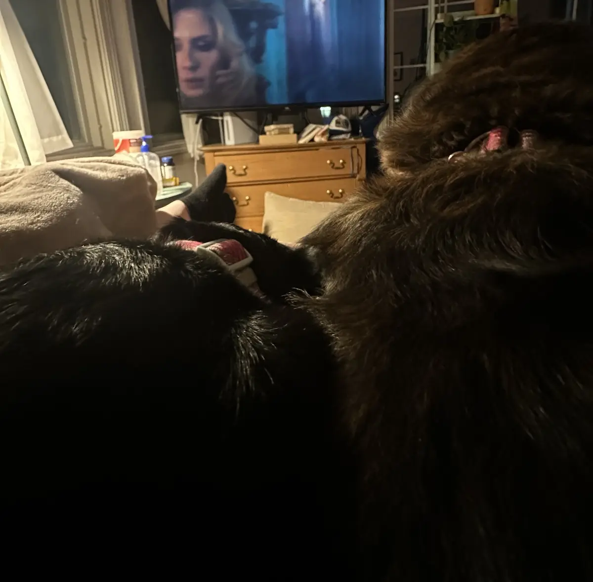 A person is lying on a couch with two large, fluffy dogs resting on their lap and torso, blocking their view of a TV screen…