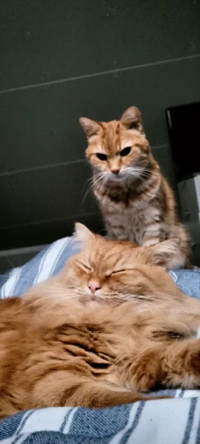 A sequence of three images shows two orange cats on a bed. The bottom cat is sleeping peacefully, while the top cat watches…