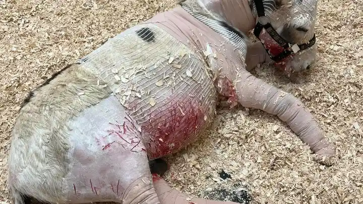A dog lies on wood shavings, its body covered in a translucent, flesh-toned material resembling a human's skin, with visible…