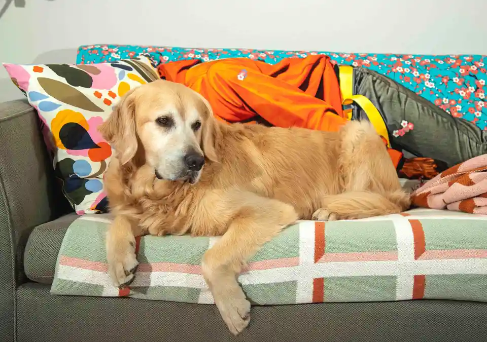Cooper's Cozy Spot on the Couch