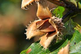A close-up photo of a dried, open chestnut burr hanging from a branch, revealing the nuts inside. The burr is brown, spiky…