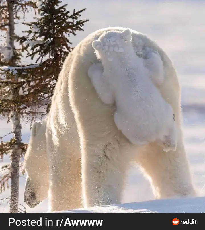A polar bear is seen in a snowy landscape with a small cub clinging to its back, appearing to ride it like a horse. The cub…