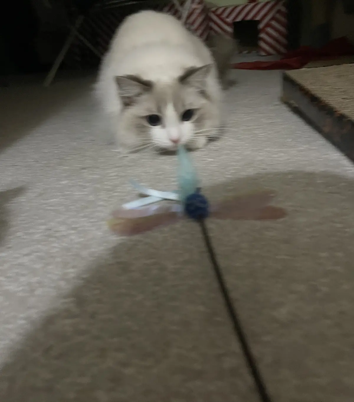 Twinkie meets the latest toy: A sweet adventure