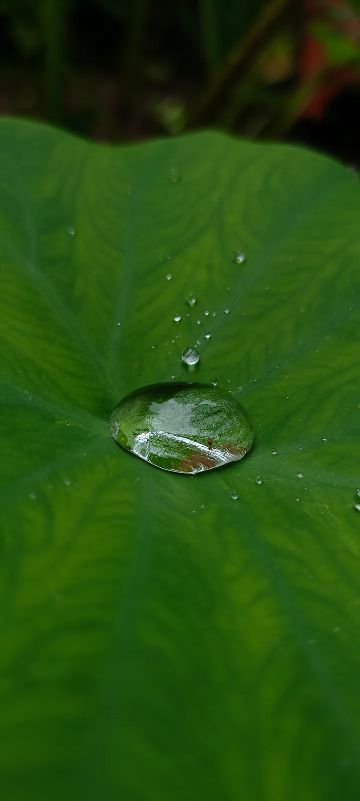 A close-up photograph shows a large, vibrant green leaf with a prominent, perfectly spherical water droplet resting in its…