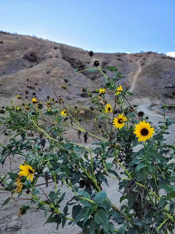 A bush of sunflowers in a dry, hilly landscape, with some flowers fully bloomed and others wilted or dead. The overlaid text…