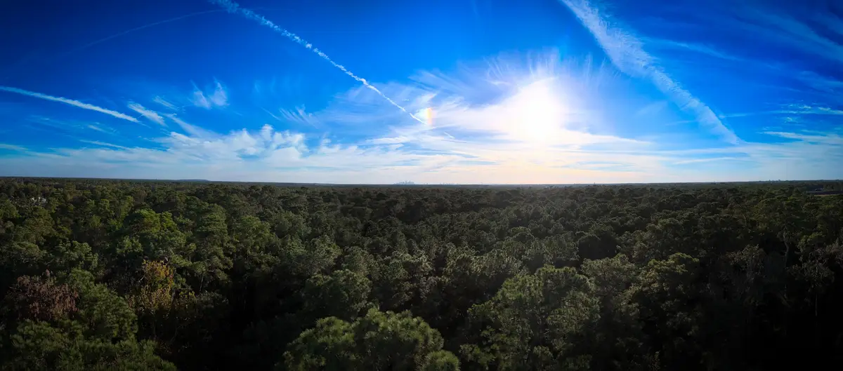 A panoramic photo shows a vast, dense forest under a bright blue sky with wispy clouds and contrails, the sun shining…